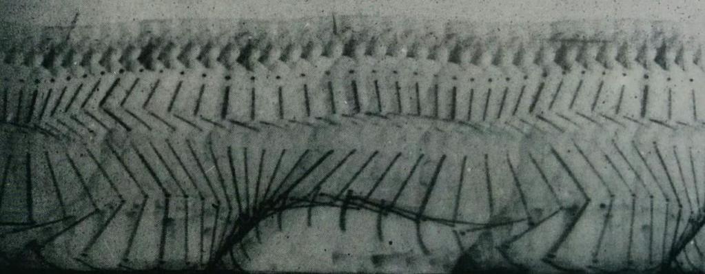 KUVA 41 Étienne-Jules Marey: Negatiivi ihmisen kävelyä kuvaavasta kronofotografisesta kuvasta, 1888.