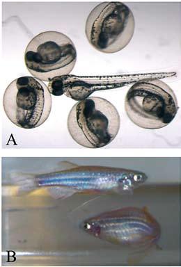 KATSAUS Seeprakalalla on tehty kehitysbiologista tutkimusta 1930-luvulta lähtien, muun muassa sen alkioiden läpinäkyvyyden ja kohdunulkoisen kehityksen takia.