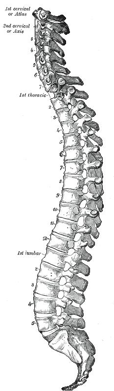 mechanisms and treatment