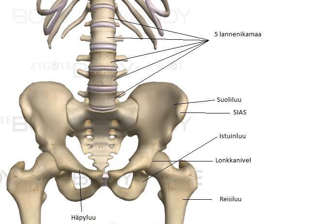 11 välistä löytyy sekä processus articularis superior ja processus articularis inferior, joiden nivelpinnat muodostavat lannerangan art. zygopophysialikset eli fasettinivelet.