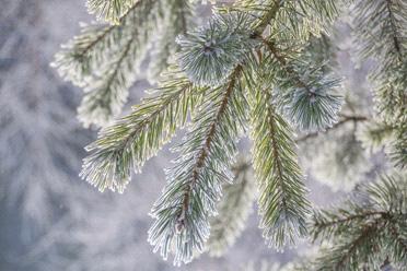 Perheiden vertaistukitoiminta Perheiden vertaistukitoiminnan tavoitteena on tukea perheitä, joihin kuuluu kehitysvammainen perheenjäsen.