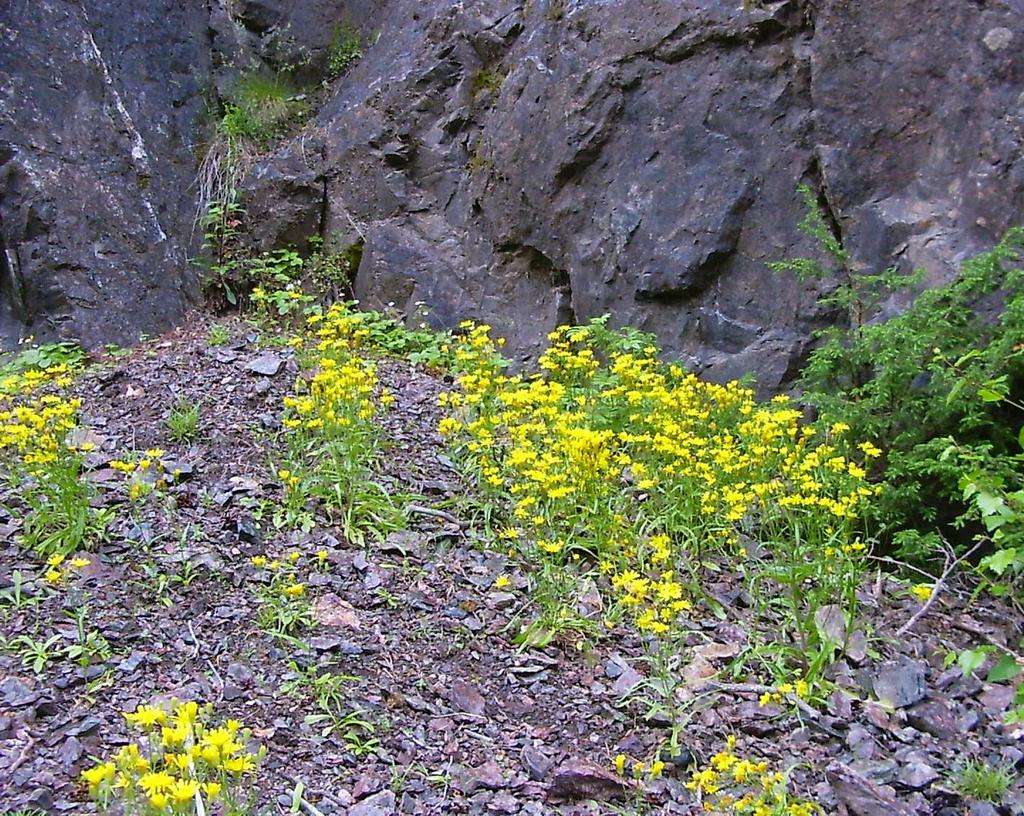 tietolomake lajit Tiina Laitinen, Heikki Eeronheimo & Jari Ilmonen Metsähallituksen vastuulajien tila ja suojelutaso vuonna 2006 Pahtakeltto Crepis tectorum L. ssp. nigrescens (Pohle) Á. Löve & D.