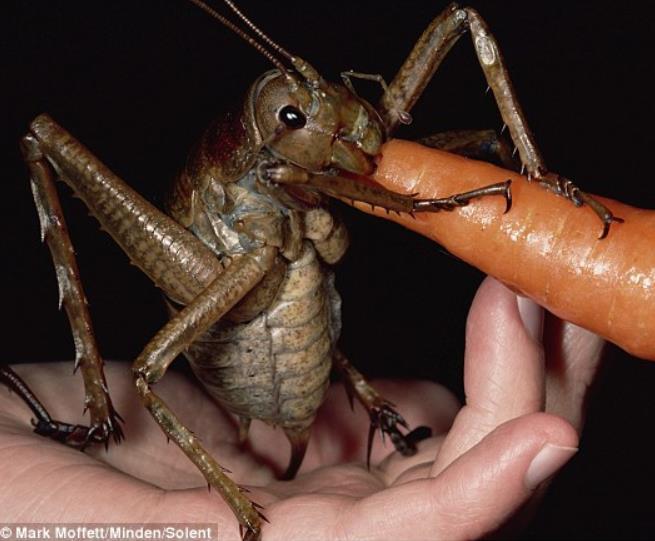 Uusiseelantilainen Weta-heinäsirkka pitää porkkanasta ja voi painaa jopa 70g Eläinjalostusta ei ole tehty Käytännön kasvatuksessa valintaa on