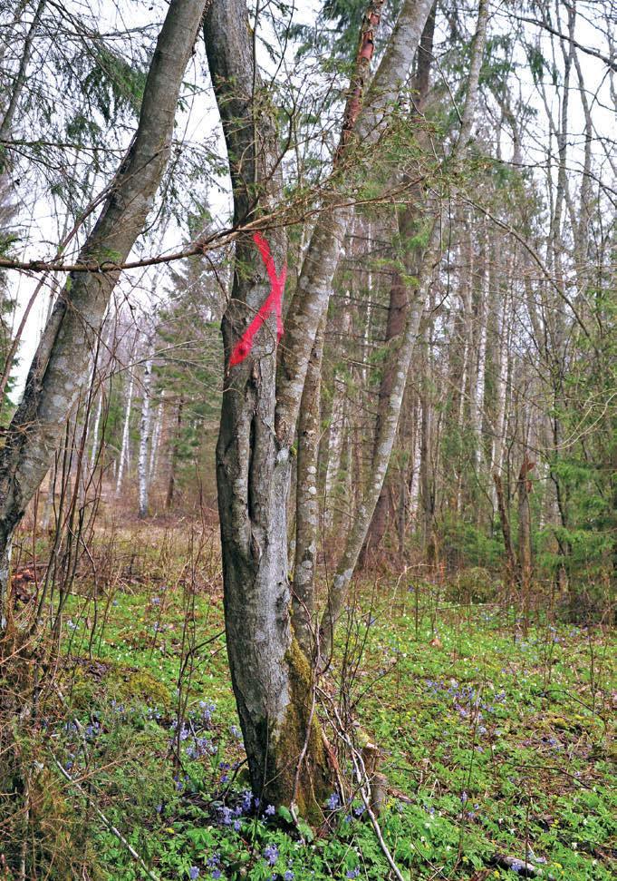 ritele justkui silmade ja kõrvade eest. Siin toimib väga hästi sotsiaalne kontroll, räägib Tamm.