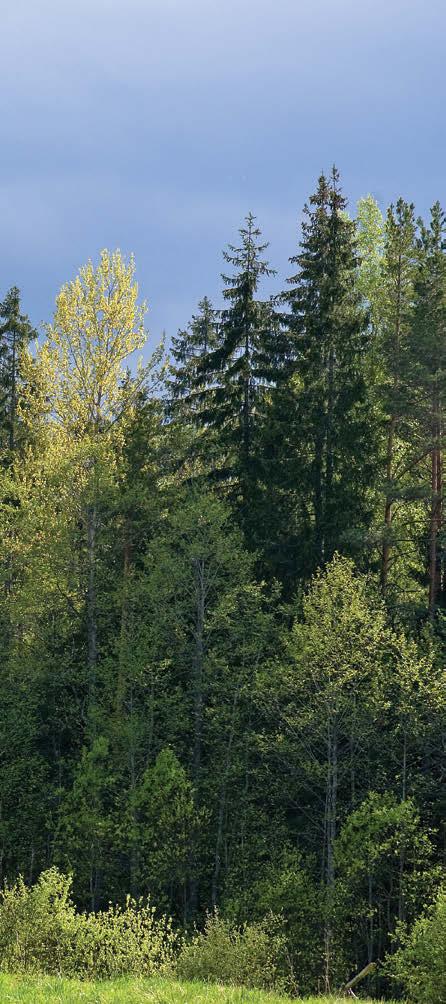 Foto: Jüri Pere Andres Lavrenov kontrollib, kui hästi on õnnestunud kuusetaimede istutamine Hendriku kinnistu looduslikule rohumaale.