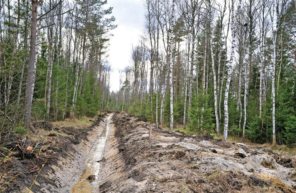 Foto: Jüri Pere Korralikult hooldatud kraav ja mets. praegu arutlusteemaks. Kaheksa juriidilisest isikust piirkonnajuhti, kõik metsandusinimesed, on tööl käsunduslepingu alusel.