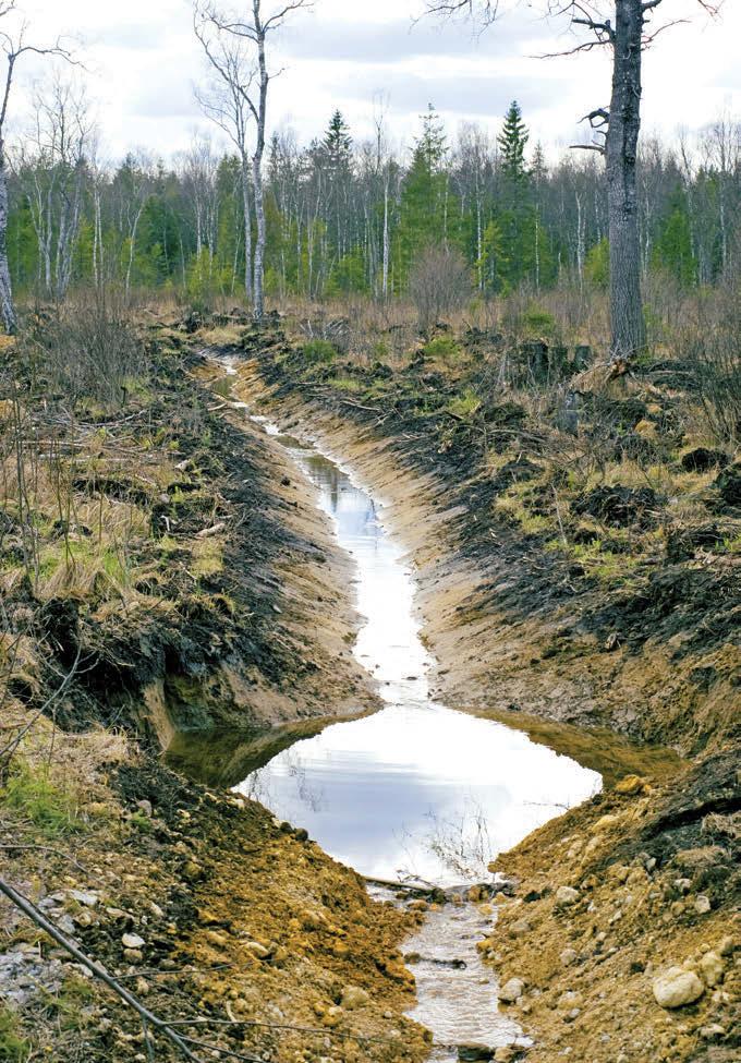 Liigse pinnavee kogumiseks kaevatakse nõvad. Pärast raiet tuleb teed üle vaadata ja sihtidele jäänud sügavad roopad likvideerida, et kevadine taimede vedu sujuvalt kulgeks.