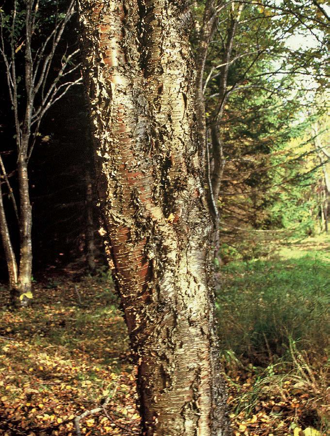 Foto: Heino Kasesalu Kollase kase tüvi. Kase võõrliigid Järvseljal Järvseljal alustati kase võõrliikide kasvatamist Andres Mathieseni eestvedamisel ligi üheksakümmend aastat tagasi.