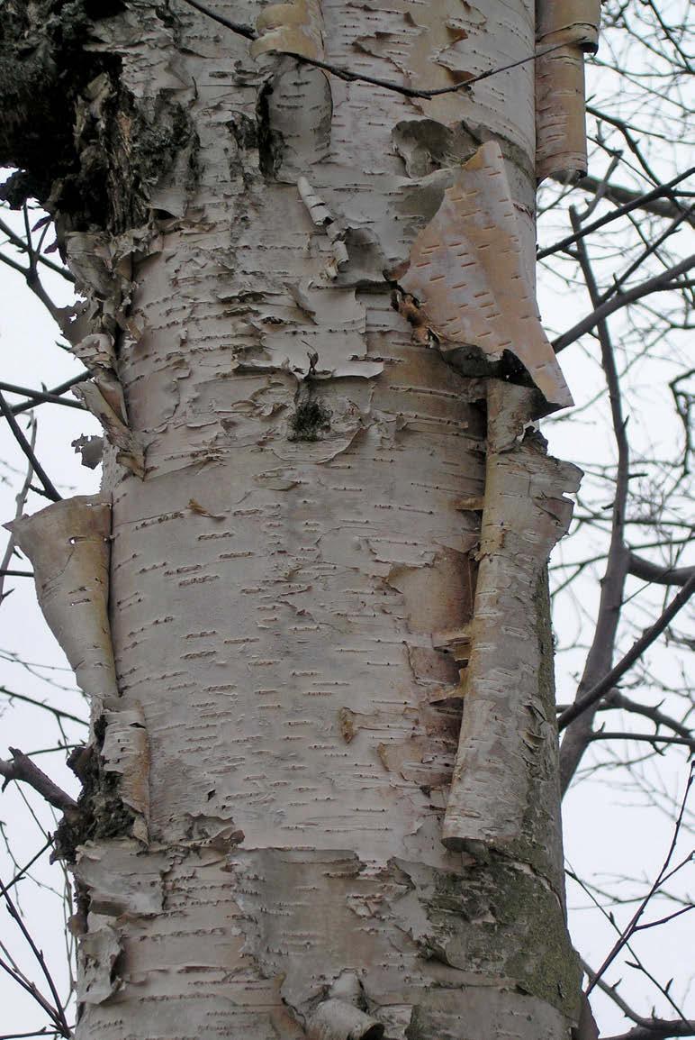 heistrid tolleaegsesse Rõkka taimlasse, kuid ka need on kuivanud, ilmselt külmusid. Põhja-Ameerika idaosast pärineva paplilehise kase (B. populifolia) heistritega rajati 1934.