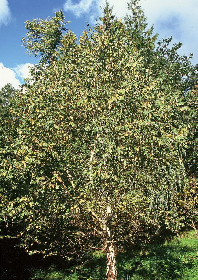 mitmesugustel põhjustel hukkunud. Taimlaraamatute andmeil oli siin sõjaeelsel perioodil Maksimovitši kask (B. maximowiczii) ja sarapuulehine kask (B. corylifolia).