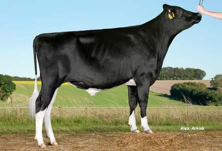 Holstein-käyttölista 1/2016 VH SKIPPER VH BERNELL TUOTANTO HEDELMÄLLISYYS RAKENNE KÄYTTÖ JA TERVEYS F 97696 B VH Radium Rocky Bookem 75 124 115 122 123 105 109 116 115 117 91 114 112 108 107 111 102