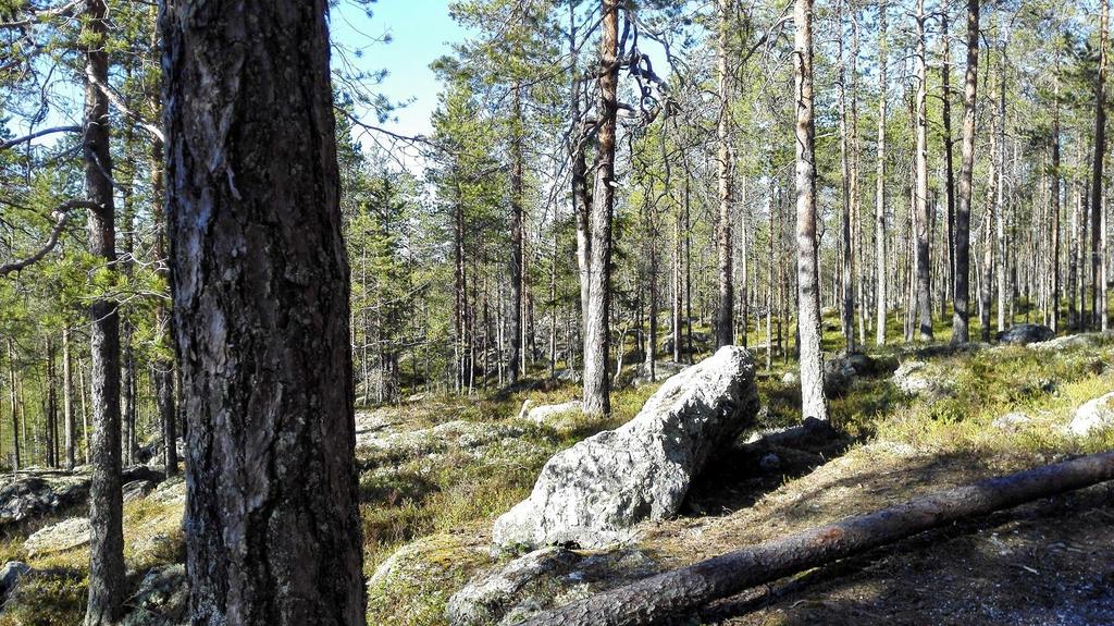 Varsinaista varainhankintaa seuralla oli entiseen tapaan pieni määrä suunnistusvarusteiden myyntiä.