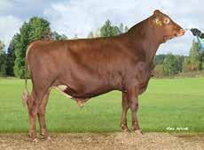 VR Vanamo FAY 47838 I:VR Viper II: VR Vilde EI:VR Boxer R UUSI EEI: Ullimulli Terveet sorkat +23 Hieno takakiinnitys utareessa Lypsytyyppisyyttä Tuotosindeksi: 114 Varm.