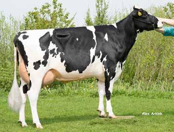 Huippuja maailmalta Plenty (Penley x Distinction x Mogul), +33, tarjoaa nimensä mukaisesti paljon. Praserin tavoin terveyttä, hedelmällisyyttä ja hyvää rakennetta.