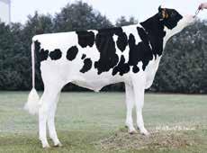 Igedo HOL 98587 I:Icone II: Mogul EI:VH Bynke EEI: Planet +29 Todella nopealypsyinen Upea utare Kestävyyttä Tuotosindeksi: 110 Varm. 79 % Maito kg 114 Kasvu 0 Rasva kg 110 Rasva % 94 Valk.