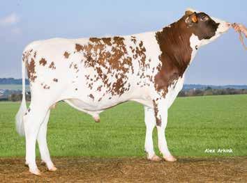 VR Luke P. Nupoja VR-sonneja VR Luke P (VR Lucky x Nora Prästgård x O Brolin), +21, on jälleen Sören Röndbjergin kasvatteja.