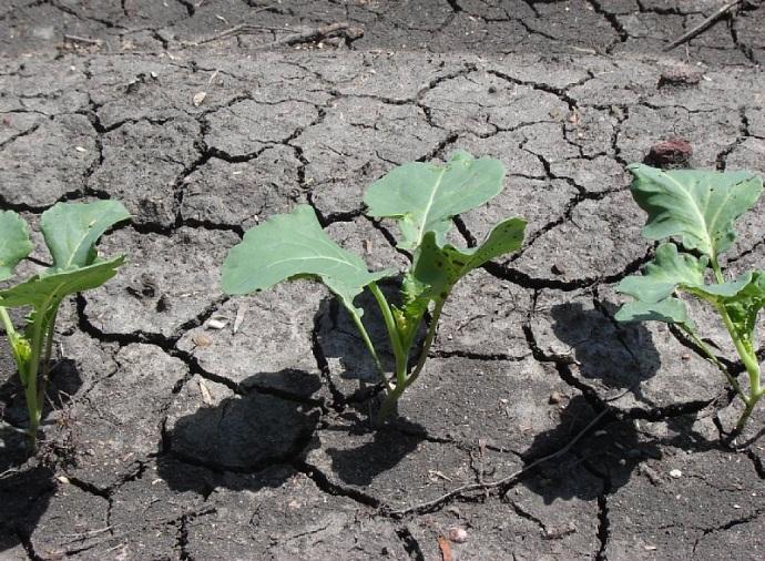 Haasteena riittävä ruoantuotanto ympäristö huomioiden Ruoantarve kasvaa 70 % seuraavan 30 vuoden aikana Asukasta kohden käytettävissä oleva viljelypinta-ala pienenee Ilmasto lämpenee ja