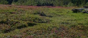 Auf dieser Wanderung in das Olderdalen können Sie nich nur die großarige Naur erleben, sondern Sie bekommen auch viele Informaionen über die Lebensweise der Menschen, die hier früher geleb haben.