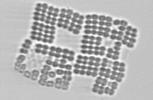 Spectral fluorometry phytoplankton pigments groups Spectral absorption