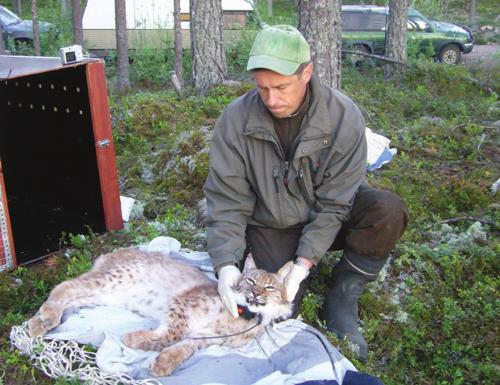 Kuva 23. Varustamalla ilveksiä lähetinpannoilla saadaan tietoa niiden liikkumisesta ja elinympäristön käytöstä kannanhoidon tueksi. Kuva L. Korhonen.