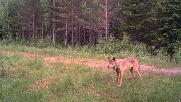 Saatteeksi Luonnonvarakeskuksen (Luke) tekemä tieteellinen tutkimus perustuu kansainvälisiin, vertaisarvioituihin menetelmiin.