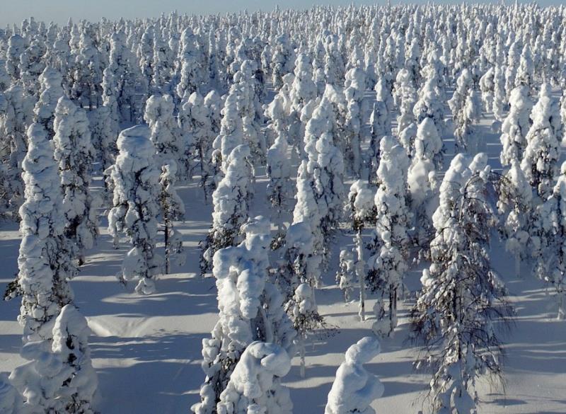 CASE FORESTRY SATELLIO STUDIES HEAVY SNOW FOREST DAMAGES BASED ON A SATELLITE DATA Satellio has signed two agreements to analyze the heavy snow ( tykkylumi ) damages in Finland.