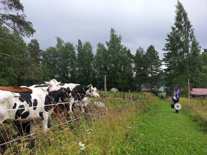 Näytteenotosta vastasi ympäristöasiantuntija Heli Jutila apunaan kesäharjoittelijat. Vuonna 2015 harjoittelivat Sabrina Nykänen-Fabi ja Kari Kohtala.