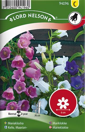 Campanula medium L.