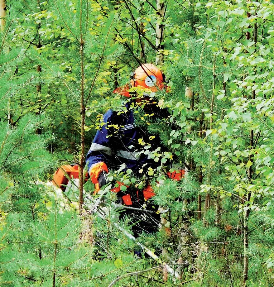Muncitori forestieri străini în Finlanda Ghid pentru muncitorii străini
