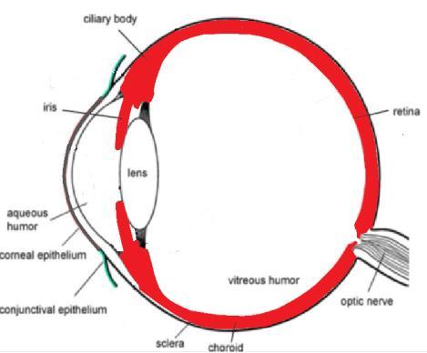 Melanosomes melanin in the vesicle Drug binding