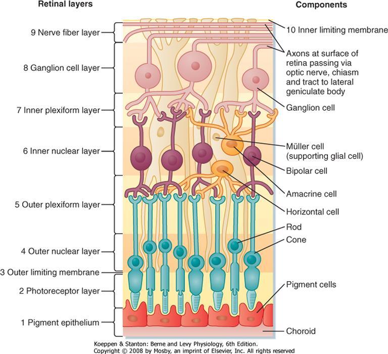 VITREOUS subretinal