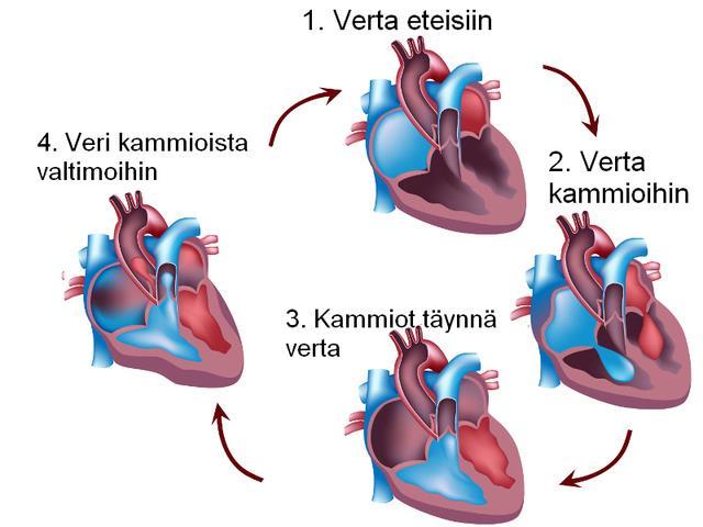 11 KUVA 2 Sydämen vaiheet systolen ja diastolen aikana. (Peda.net.) Sydänlihas tarvitsee happea toimiakseen, jota se saa sepelvaltimoiden kautta.