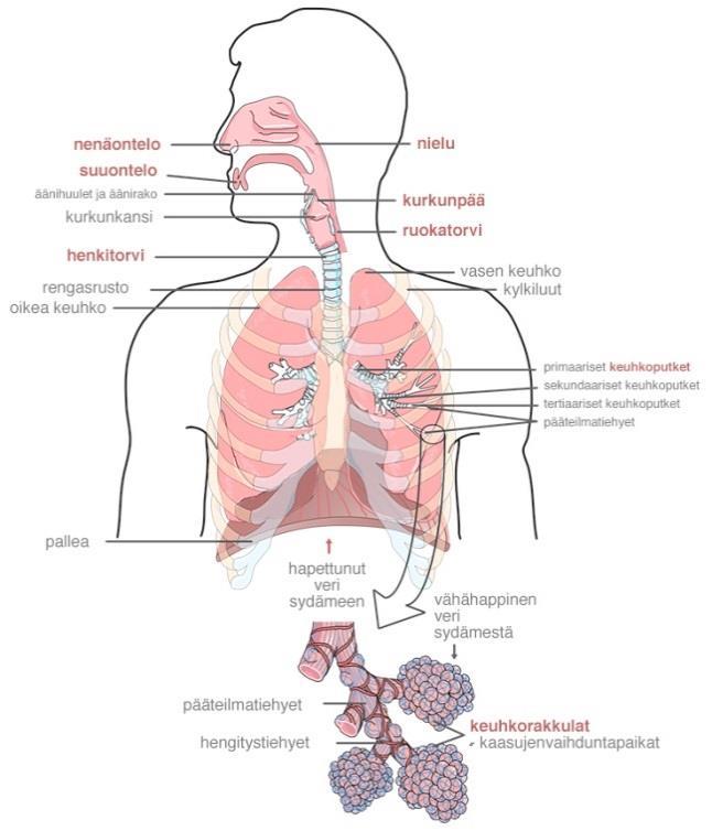 9 keuhkot kuuluvat hengityselimiin, jotka jaetaan ylä- ja alahengitysteihin. Nenäontelo, sivuontelot, nielu ja kurkunpää kuuluvat ylähengitysteihin.