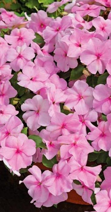 Ahkeraliisa Accent F1 Pink Impatiens walleriana Aikainen, suurikukallinen.