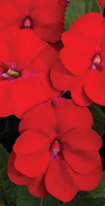Taimiväli avomaalla 25x30 cm. Ahkeraliisa Accent F1 Burgundy Impatiens walleriana Aikainen, suurikukallinen.  Kukinta kesä-lokakuussa.