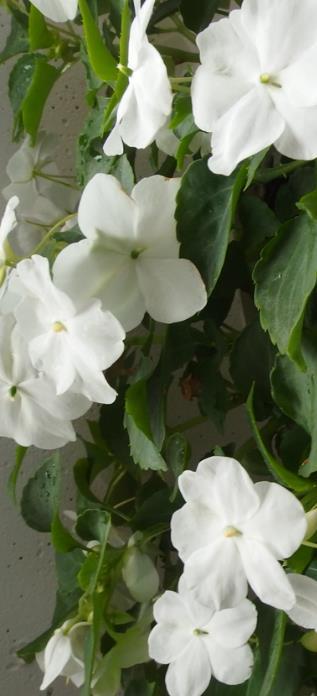 Taimiväli avomaalla 25x30 cm VSek 0003 25s 2,50 Ahkeraliisa Athena Bright Purple F1 an Impatiens walleriana Puolikerrottu, korkeus 25-30