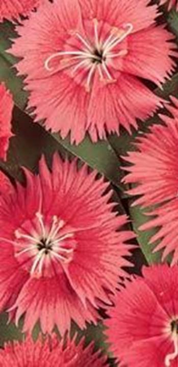 Kiinanneilikka Ideal Select Salmon Dianthus chinensis Korkeus 20-25 cm.