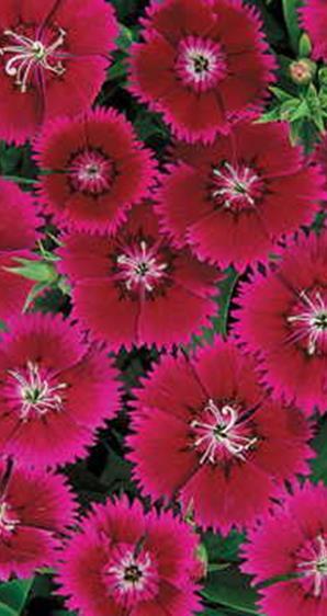 Kiinanneilikka Ideal Select Violet Dianthus chinensis Korkeus 20-25 cm.