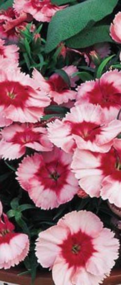 Kiinanneilikka Strawberry Parfait Dianhus chinensis F1- hybridit. Korkeus 15 cm. Kukat 5 cm.