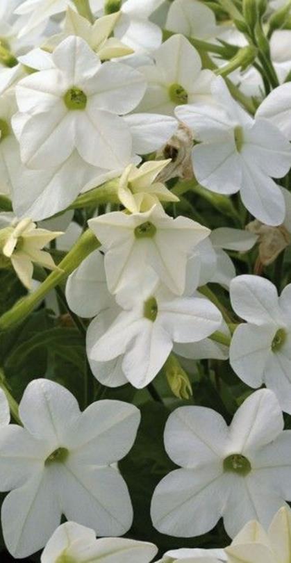 Kukinta touko-elokuussa VSek0073 500P 11,70 Koristetupakka Saratoga Red F1 Nicotiana sanderae Punainen.