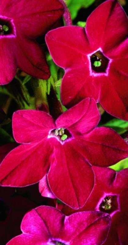 VSek0075 500P 11,70 Koristetupakka Saratoga Rose F1. Nicotiana sanderae Ruusunpunainen.