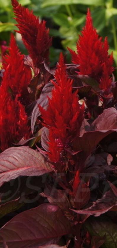 Kukontöyhtö New Look Celosia argentea Plumosa -ryhmä. Korkeus 40cm.