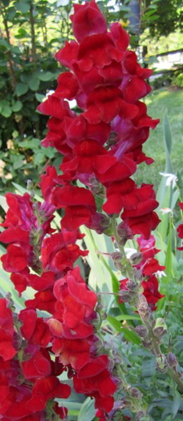 Leikkoleijonankita Liberty F1 Classic scarlet Antirrhinum majus Maximum -ryhmä. Korkeus 55 cm. Sarlakanpunainen.
