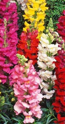 VSek0079 120s 3,30 Leijonankita Tetra mix Antirrhinum majus Korkeus 60 cm.