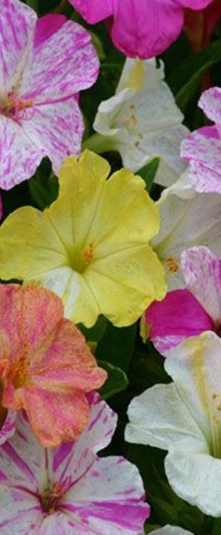 Leikkoleijonankita Liberty Classic F1 Antirrhinum majus Maximum -ryhmä Korkeus 55 cm.