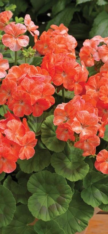 Pelargoni Horizon Orange Pelargonium Zonale -ryhmä Aikainen ja hyvin haaroittuva, säänkestävä. Oranssi.