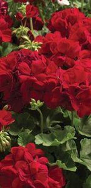 Pelargoni Horizon Rose Pelargonium Zonale -ryhmä Aikainen ja hyvin haaroittuva, säänkestävä.