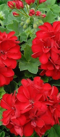 Pelargoni Horizon mix Pelargonium Zonale -ryhmä Aikainen ja hyvin haaroittuva, säänkestävä. Sekoitus.