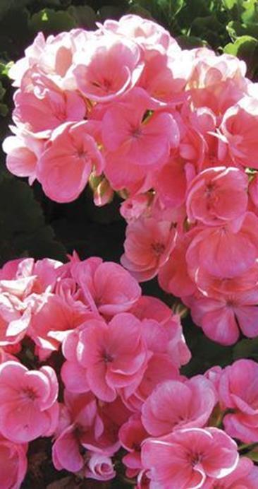 Kukinta touko-lokakuussa. VSek0097 10s 3,50 Pelargoni Horizon Light Salmon Pelargonium Zonale - ryhmä.