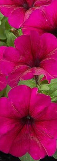 Mambo Burgundy x hybrida F1 Multiflora-ryhmä. Purppura viininpunainen Säänkestävä,aikainen, matala ryhmä.